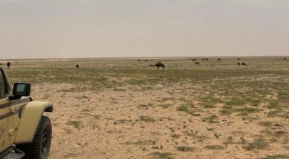 ضبط مواطن رعى 20 متنًا من الإبل في محمية الإمام عبدالعزيز