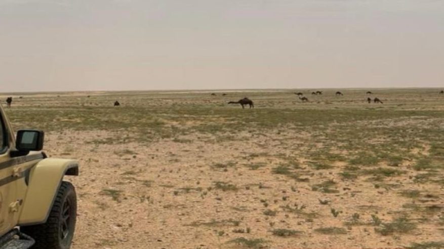 ضبط مواطن رعى 20 متنًا من الإبل في محمية الإمام عبدالعزيز