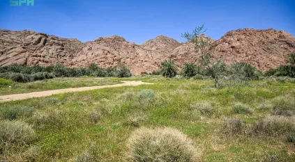 ربيع أجا.. خضرة ومياه تعيد تشكيل جمال الطبيعة في حائل