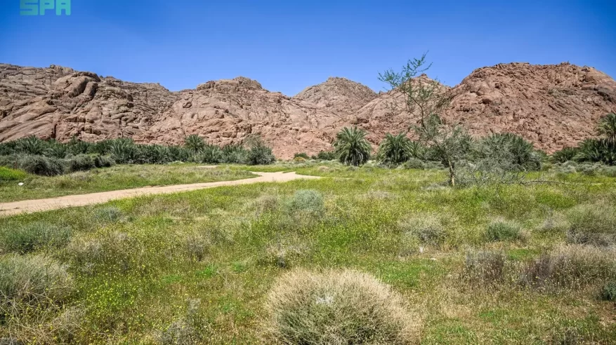 ربيع أجا.. خضرة ومياه تعيد تشكيل جمال الطبيعة في حائل