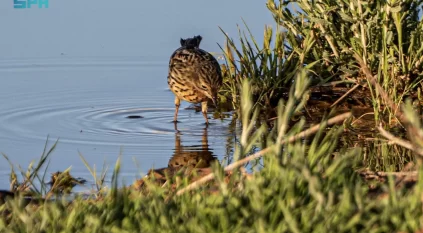 الجشنة حمراء الزور.. زائر رشيق يزين براري المملكة بتنوعه اللوني وسلوكه الحيوي