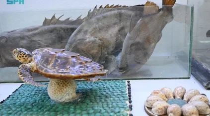 المتحف البحري بفرسان.. نافذة على كنوز البحر الأحمر وإرث المحافظة العريق