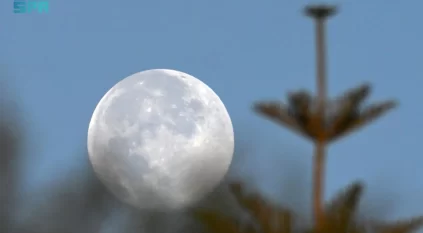 شاهد.. بدر الفراشة يزيّن سماء المملكة