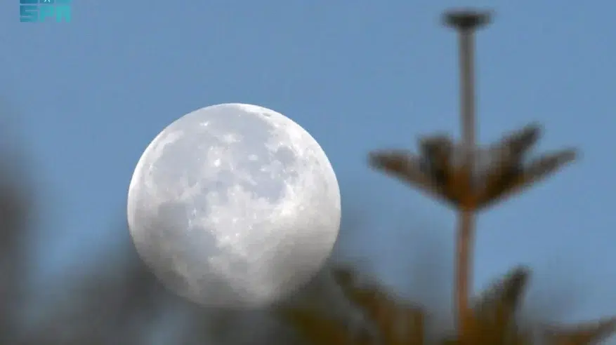 شاهد.. بدر الفراشة يزيّن سماء المملكة
