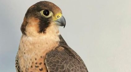 من إرث الصقارة إلى مختبرات الجينوم.. إنجاز سعودي يفك الشفرة الوراثية للصقور