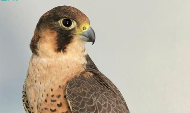 من إرث الصقارة إلى مختبرات الجينوم.. إنجاز سعودي يفك الشفرة الوراثية للصقور