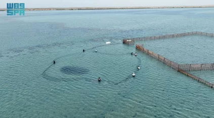 الحريد.. حكاية يرويها البحر على شاطئ الحصيص في كل عام