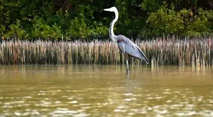 جزيرة “زُفاف”.. لؤلؤة فرسانية تختزن أسرار البحر الأحمر