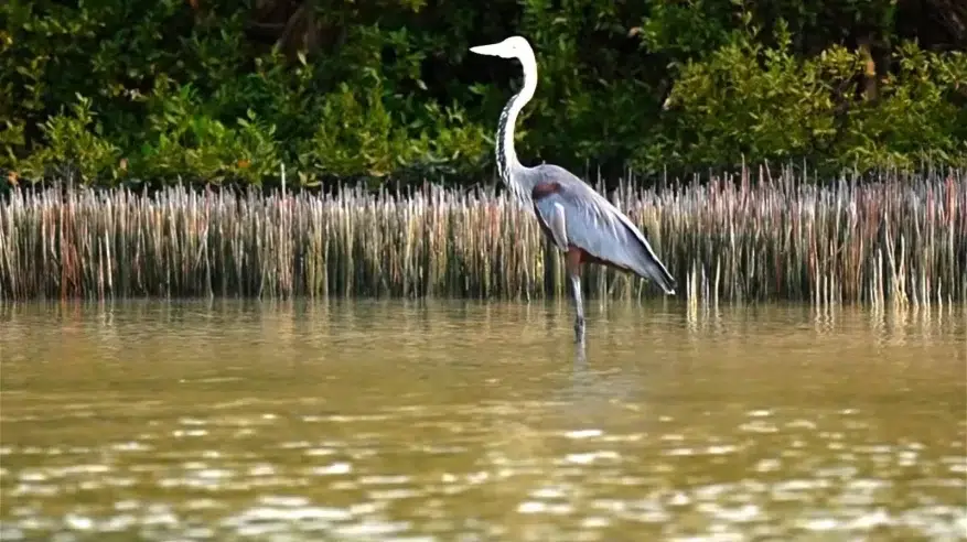 جزيرة “زُفاف”.. لؤلؤة فرسانية تختزن أسرار البحر الأحمر