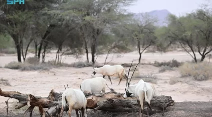 جولة الحياة البرية في الحِجر بالعُلا.. رحلة تكشف تناغم الطبيعة والحياة الفطرية