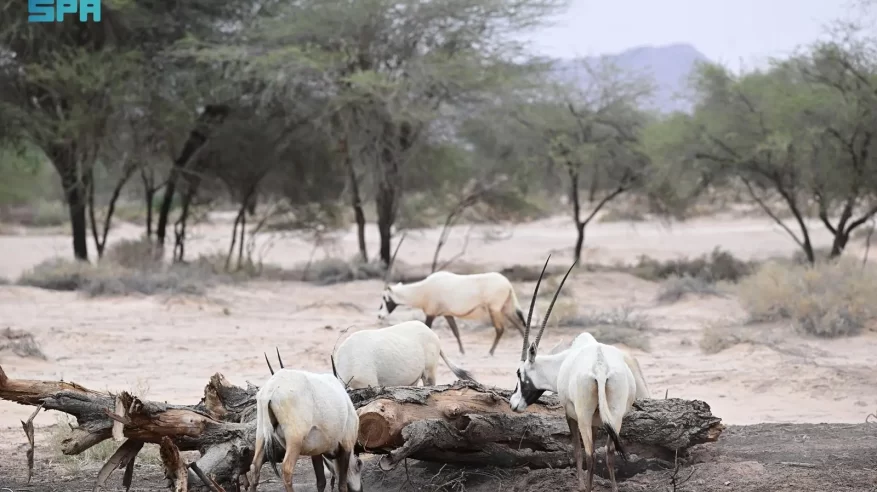 جولة الحياة البرية في الحِجر بالعُلا.. رحلة تكشف تناغم الطبيعة والحياة الفطرية