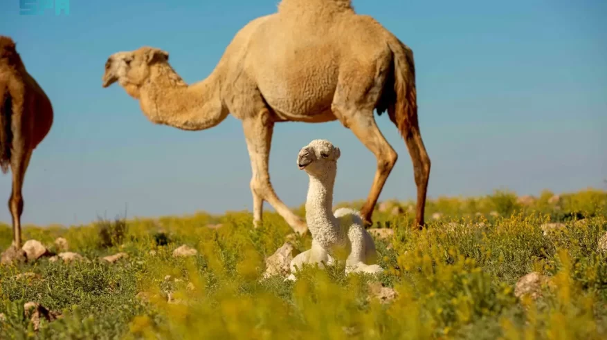 هيئة تطوير محمية الإمام تركي بن عبدالله الملكية توضح ضوابط الرعي المحدثة