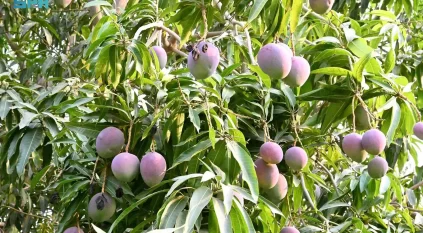 توسّع رقمي يعزز وصول فاكهة المانجو من جازان إلى مدن السعودية