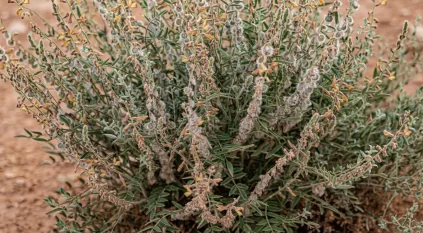 أذن الخرنق يزدهر في براري الشمالية ويعكس تنوعها النباتي