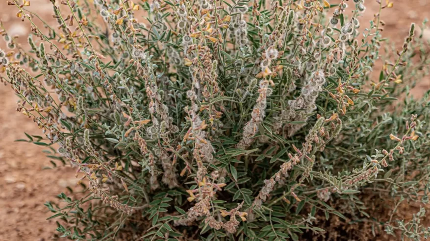 أذن الخرنق يزدهر في براري الشمالية ويعكس تنوعها النباتي