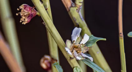 أمطار الربيع تنعش الغطاء النباتي في الشمالية وتبرز تنوعها البيئي