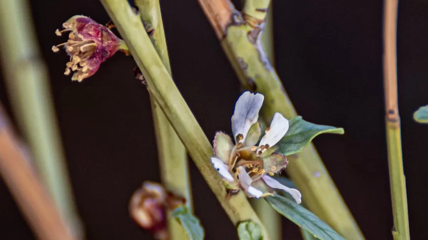 أمطار الربيع تنعش الغطاء النباتي في الشمالية وتبرز تنوعها البيئي
