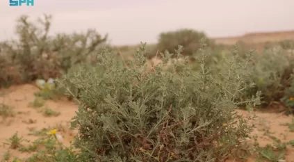 أمُّ الأعشاب.. كنزٌ بيئيٌّ متجدد يُعزّز تنوّع الغطاء النباتي في براري رفحاء