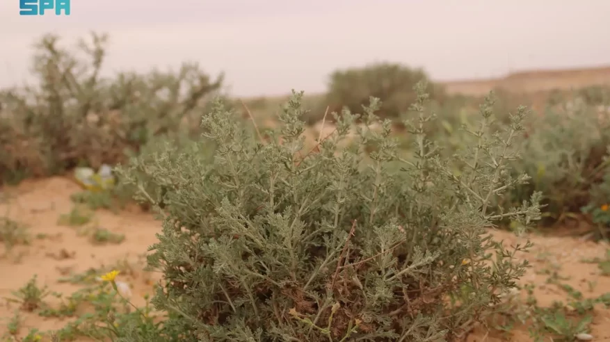 أمُّ الأعشاب.. كنزٌ بيئيٌّ متجدد يُعزّز تنوّع الغطاء النباتي في براري رفحاء