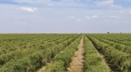 إزهار الزيتون في تبوك بشر بانطلاقة موسم واعد