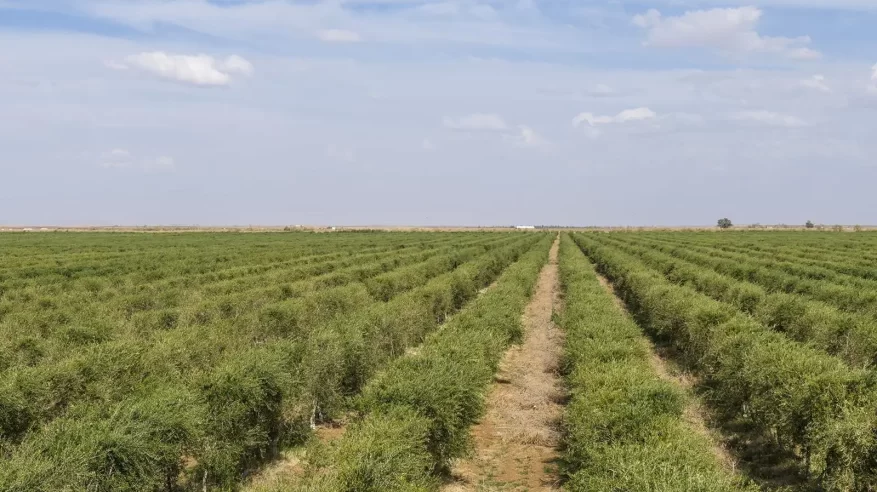 إزهار الزيتون في تبوك بشر بانطلاقة موسم واعد