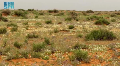 الأربيان يكسو رمال لينة بحلة ربيعية بيضاء