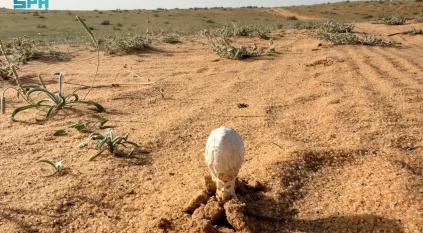 البحث عن العرجون.. من أنماط الرحلات البرية لدى أهالي القصيم