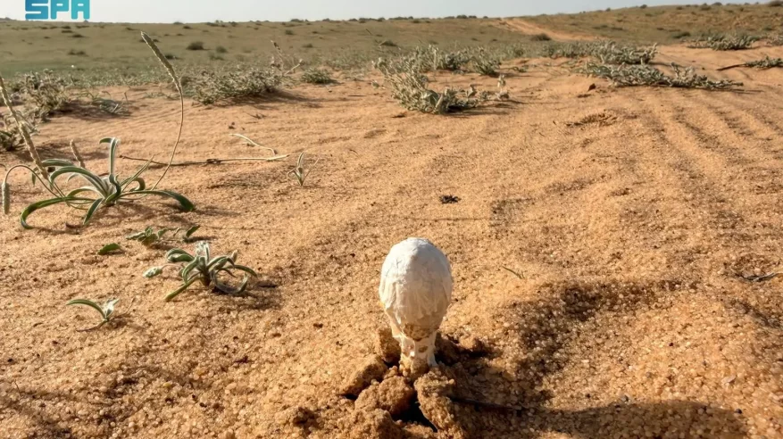 البحث عن العرجون.. من أنماط الرحلات البرية لدى أهالي القصيم
