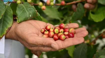البن النجراني.. ركيزة استثمارية واعدة تدعم الأمن الغذائي والاقتصاد المحلي