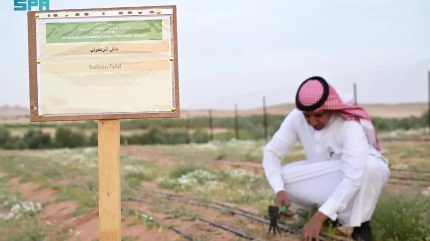 زراعة الزعفران في العُلا.. خطوة جديدة ضمن مسار التنويع الزراعي