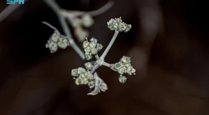 انتعاش الغطاء النباتي يُبرز القرضي في براري الشمالية