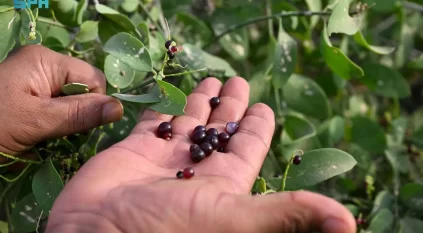 الكباث.. لؤلؤة صيفية تتدلى من أشجار الأراك في جازان