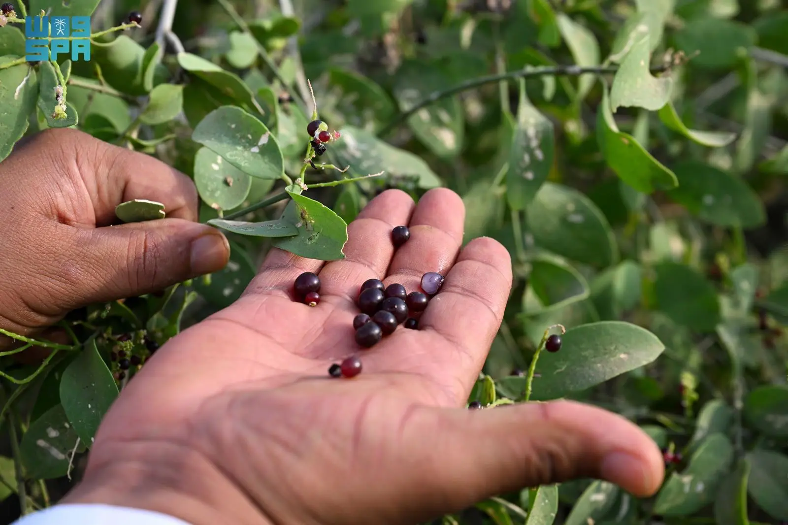 الكباث.. لؤلؤة صيفية تتدلى من أشجار الأراك في #جازان 