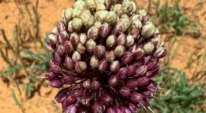 الكراث البري يزهر في القصيم.. مؤشر على تنوع الغطاء النباتي الموسمي