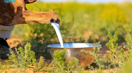 حليب الإبل.. مشروب الربيع في الشمالية