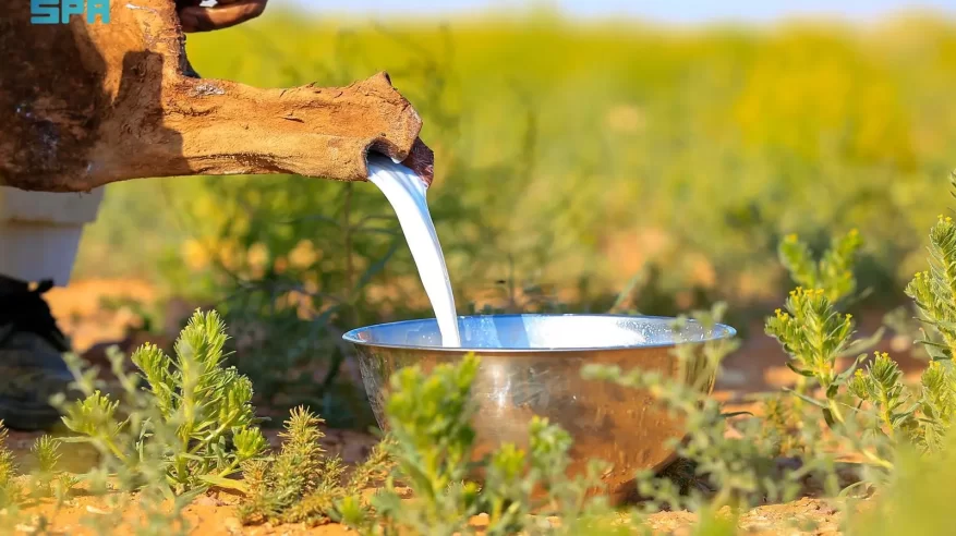 حليب الإبل.. مشروب الربيع في الشمالية