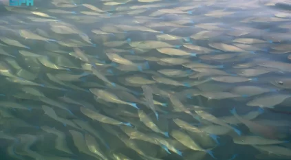 أسراب سمك الحريد تظهر على شواطئ جزر فرسان