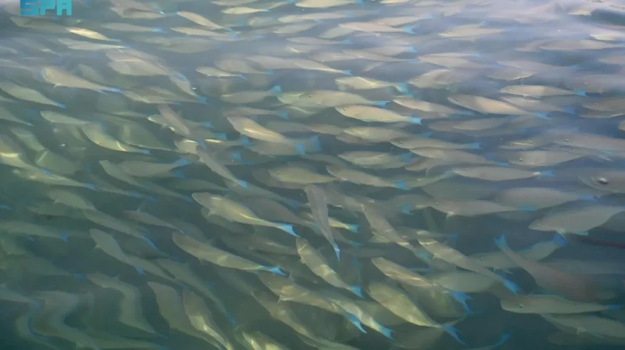 أسراب سمك الحريد تظهر على شواطئ جزر فرسان