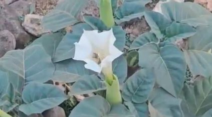 متحدث الغطاء النباتي: فطر “المظل” سام ونحذر من استهلاكه