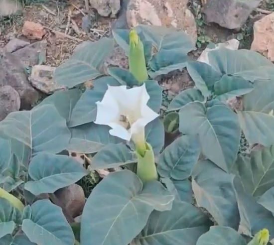 متحدث الغطاء النباتي: فطر “المظل” سام ونحذر من استهلاكه