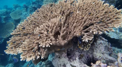 قُمّاح.. بيئة جزيرية نابضة بالتنوع الأحيائي