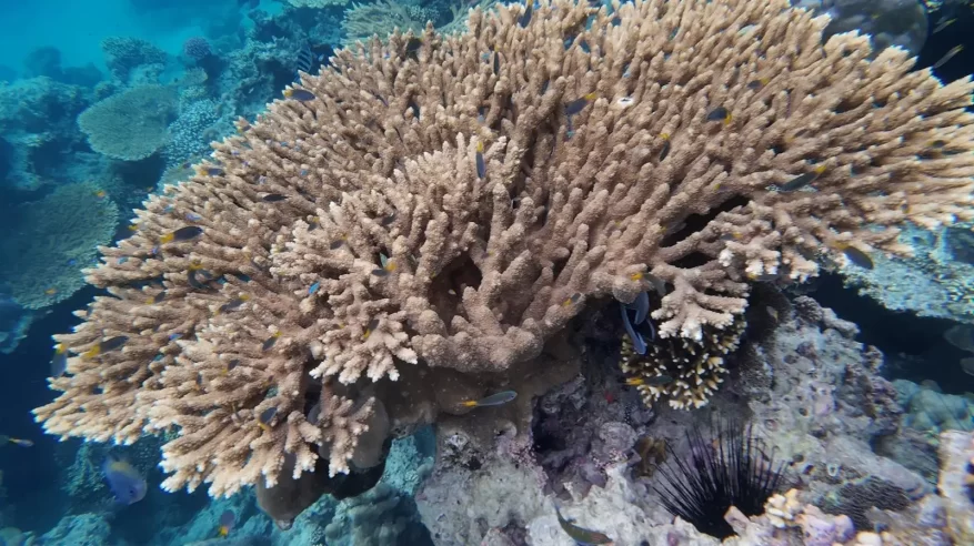قُمّاح.. بيئة جزيرية نابضة بالتنوع الأحيائي