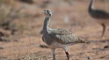 “الحبارى”.. يستعيد حضوره في الصحراء عبر برامج الحماية البيئية