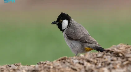 “البلبل الحساوي” حكاية طائر يرسم البهجة على وجوه المزارعين