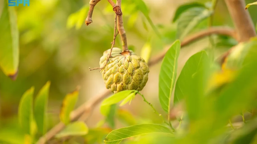شجرة القشطة في جازان.. محصولٌ استوائيّ واعدٌ يعزز كفاءة الإنتاج الزراعي