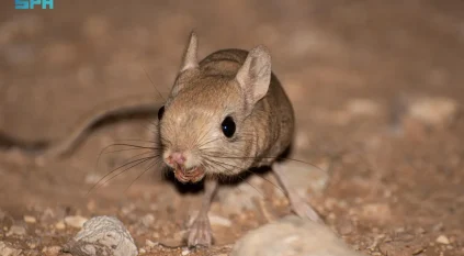 الجربوع العربي.. أيقونة التكيّف في صحراء الشمالية