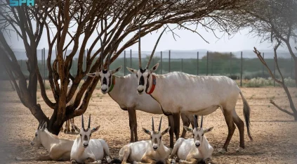 الحفاظ على المها العربي.. نموذج لالتزام السعودية بحماية مواردها الطبيعية