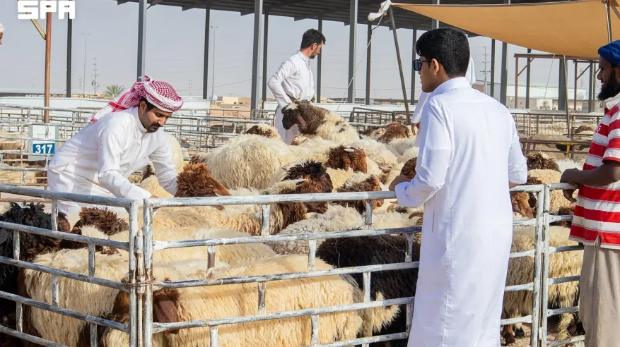 إقبال على شراء الأضاحي في محافظة حفر الباطن