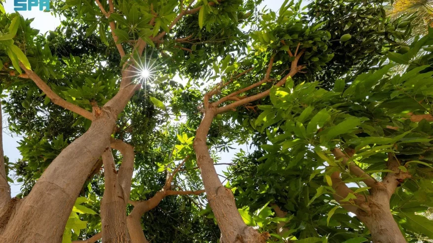تربة.. واحة التاريخ الممتدة بين الأودية والحرات