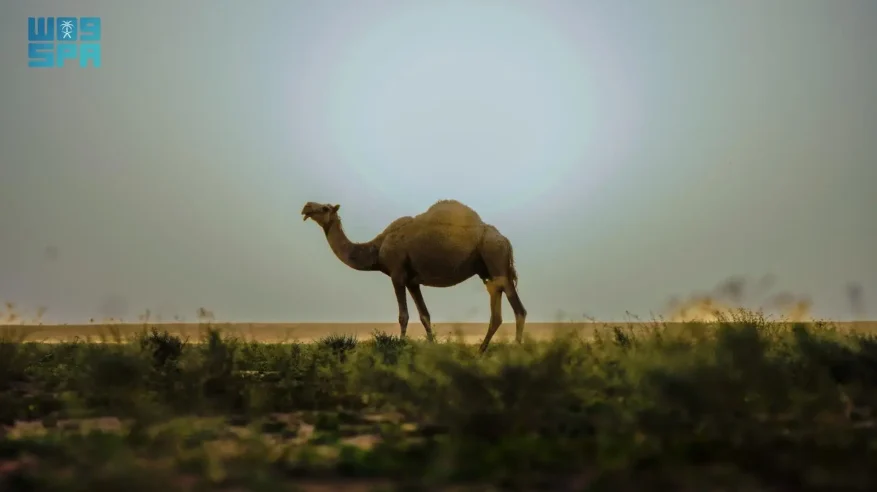 حركة الإبل في المراعي الخضراء ترسم مشاهد بصرية آسرة في رفحاء